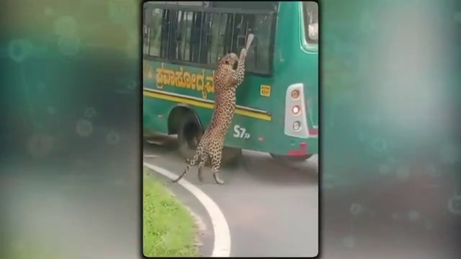 amazing all videos