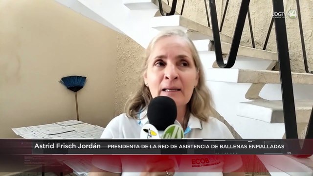 Casi un centenar de ballenas han sido rescatadas en el litoral del Pacífico Mexicano