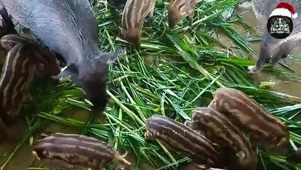 How Taiwanese Farmers Make Millions By Transporting And Processing Wild Boars -