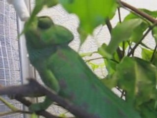 Smouss boit au biberon 2