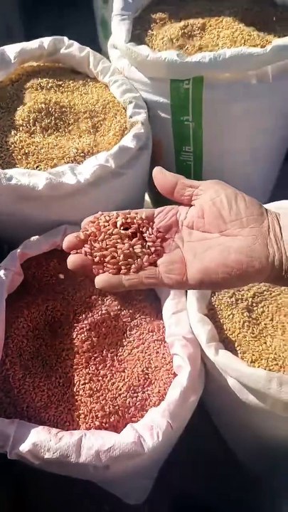 سعر الأعلاف والبذور من سوف حاسي بحبح في الجلفة
