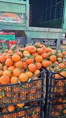 إنزال كبير للبرتقال بسوق الجملة واد العثمانية والأسعار بين 60 دج إلى 80دج.