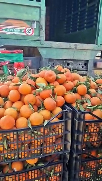 إنزال كبير للبرتقال بسوق الجملة واد العثمانية والأسعار بين 60 دج إلى 80دج.