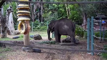 Perth Zoo’s Permai the elephant set to move due to loneliness