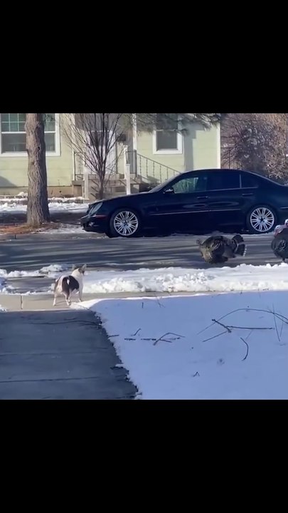 PERRO 📣  y el ejercito POLLO