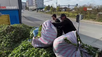 İnanması güç ama doğru! Bu sene çay sezonu bitmiyor