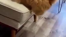 funnyanimal3