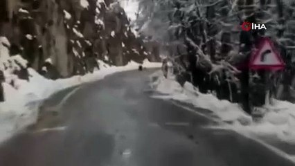 Bu sene ayılar uykuya yatmayı unuttu