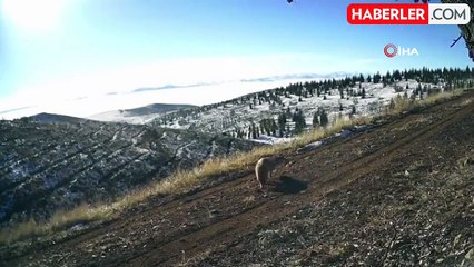 Nevşehir'de Yaban Hayvanları Foto Kapan ile Kaydedildi