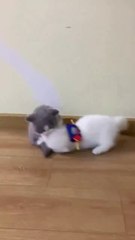 Adorable Kittens Playing Together