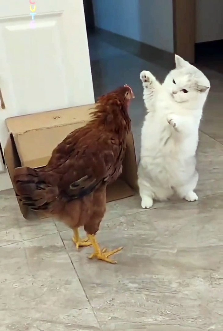 ⁣Funniest pets | cute animals  #animals #shorts #funniestpets #cutedogs #cutepets