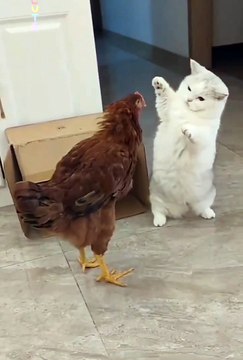 Funniest pets | cute animals #animals #shorts #funniestpets #cutedogs #cutepets