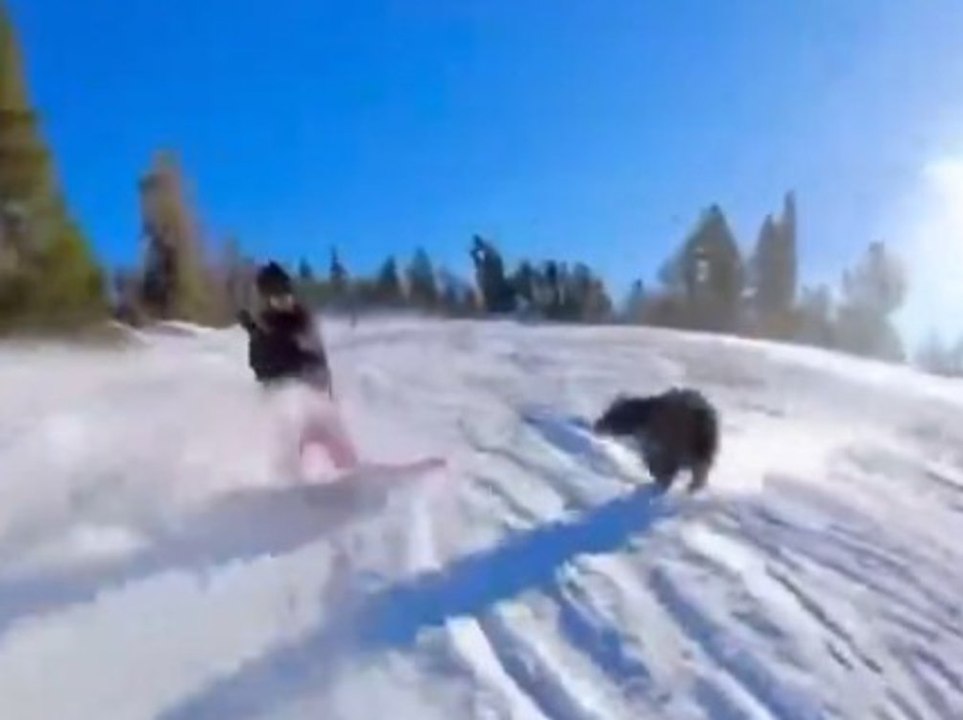 Bär rammt Snowboarder von der Piste