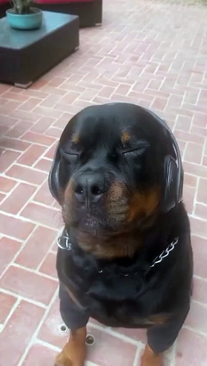 Black dog