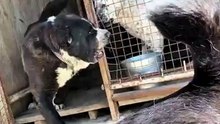 Aggressive Boxer dog vs Dogoargentino