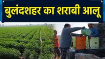 Bulandshahr में आलू बना शराबी, जानिए क्यों