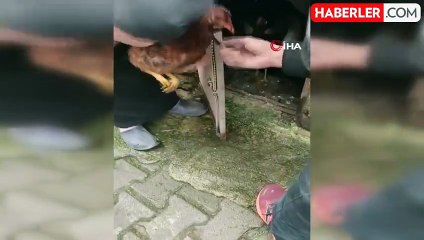 Köylüler, Boynuna İp Bağlanan Tavuğu Kurtardı