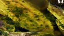 How to Make Fish Pakora- A Crispy and Flavorful Delight