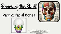 Facial Bones | Anatomy of the Face | Detailed Lecture | Novice Medic