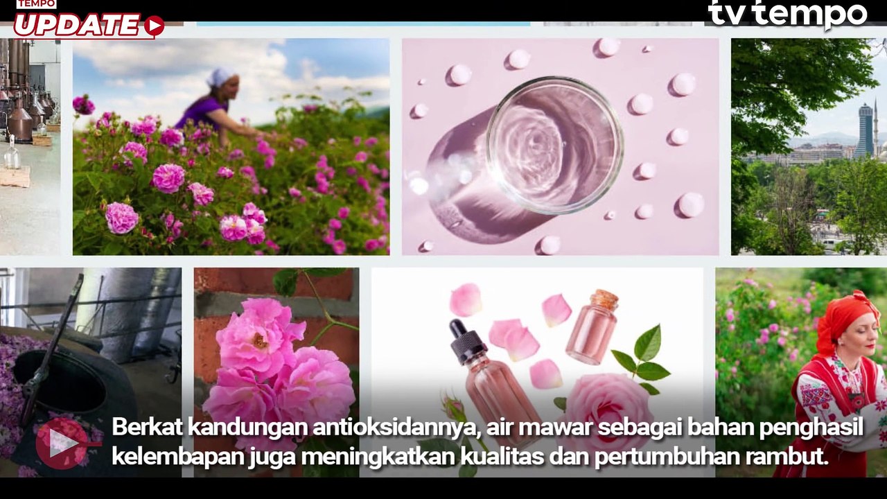Tiga Manfaat Air Mawar yang Membantu Pertumbuhan Rambut