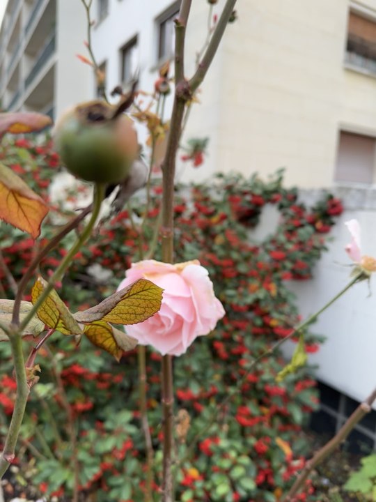 🌹