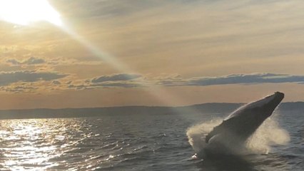 Spectacular whale breaches leave whale-watching spectators in awe