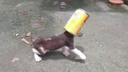 Owner LEFT Hungry Weak Baby Kittens                     cat videos cute kittens