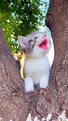 Cats lovers ❤️😍❤️