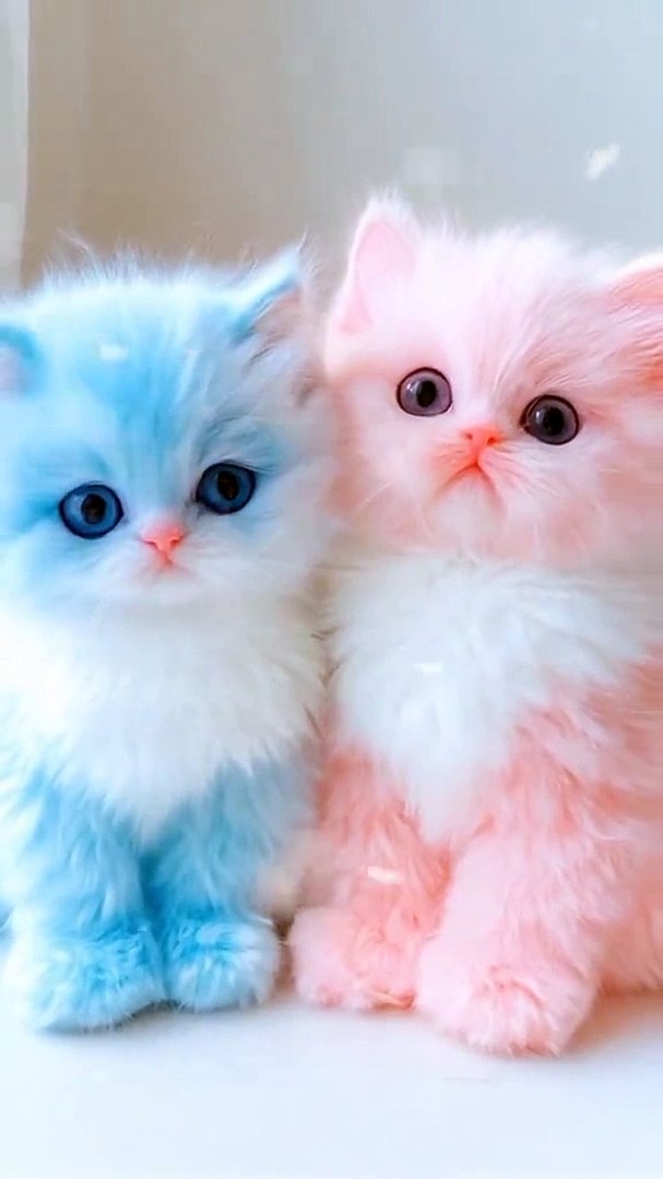 Cats funny moments 😂