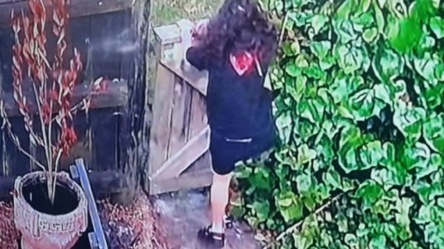 Caught In Action: Caring dog tackles a sneaky child trying to sneak out of the house