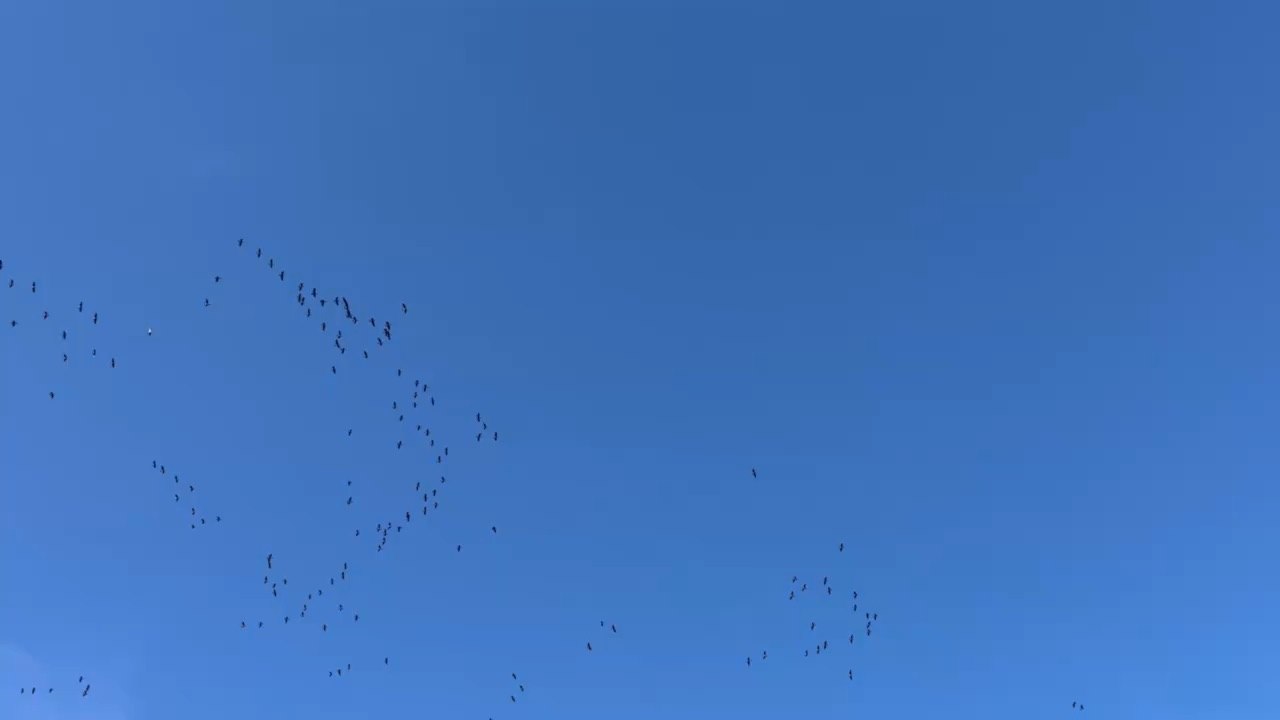 Forget the mystery drones, we’re getting flyovers from the Royal Canadian Air Force!  #CanadaGeese #Geese #migration