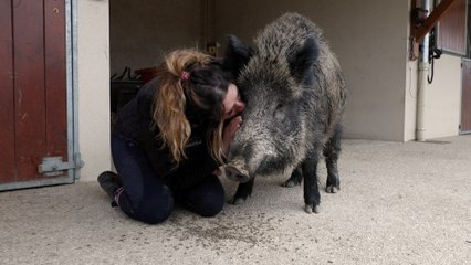 « Rillette est en danger » : Élodie remue ciel et terre pour sauver son sanglier domestique de l’euthanasie