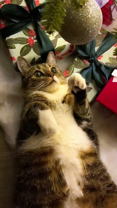 Cat vs Christmas tree