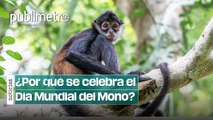 Este es el origen del Día Mundial del Mono