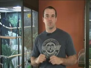 Tips For Training A Parrot To Talk