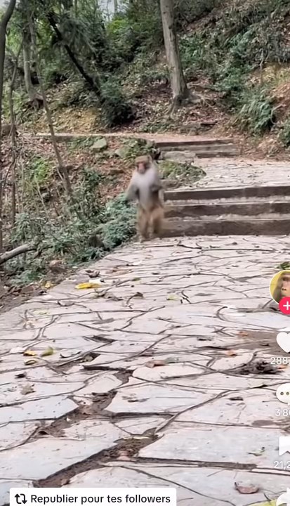 Singe rapide