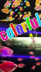 Beauty of  Tetra Fish vibrant 🔴🟡🐠🟠 colors