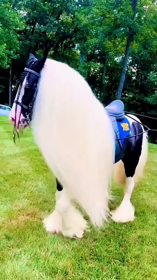 ⁣,,,,,,,,,Lovely horse,,,,,,,,