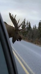 Denali national park
