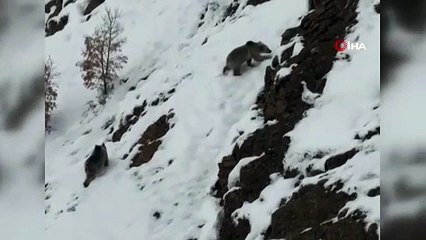 Munzur Dağları'nda sürpriz görüntü