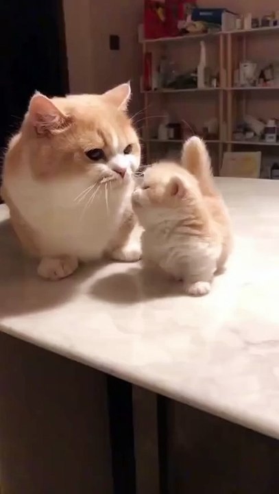 Cute & Cuddly Pets