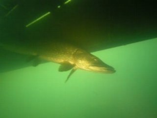 Brochet carriere becon 27.04.08