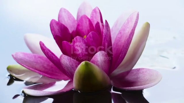 Música relajante para evitar el estrés (flores)