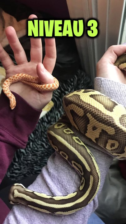 Es-tu opiophobes ? (Peur des serpents)
