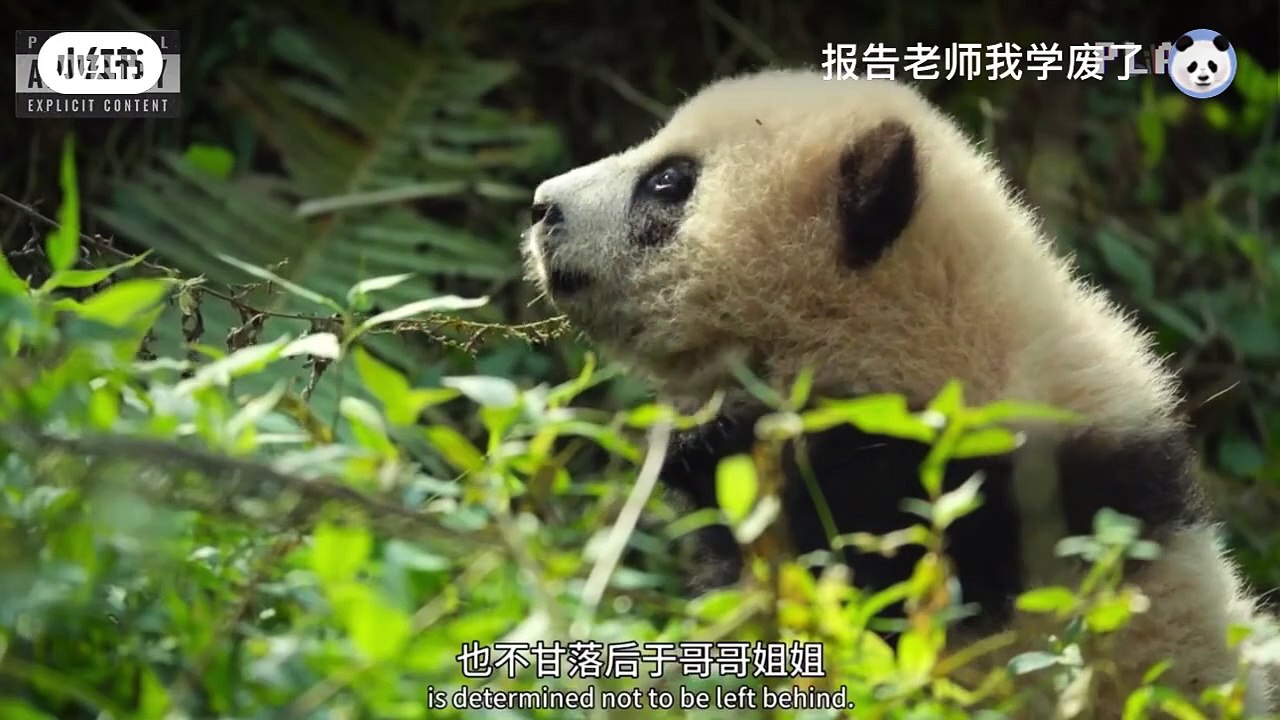 辉辉和4月龄的辉辉崽 - 小红书