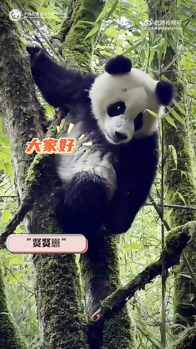 野化培训“贤贤崽” - @中国大熊猫保护研究中心 的视频 - 视频 - 微博