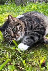 Cute kitten #cutespets #animals #kitten