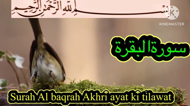 Most beautiful tilawat surah baqra top 10 most beautiful quran recitation quran in beautiful voice