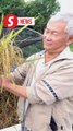 Engineer tries out new method of rice farming