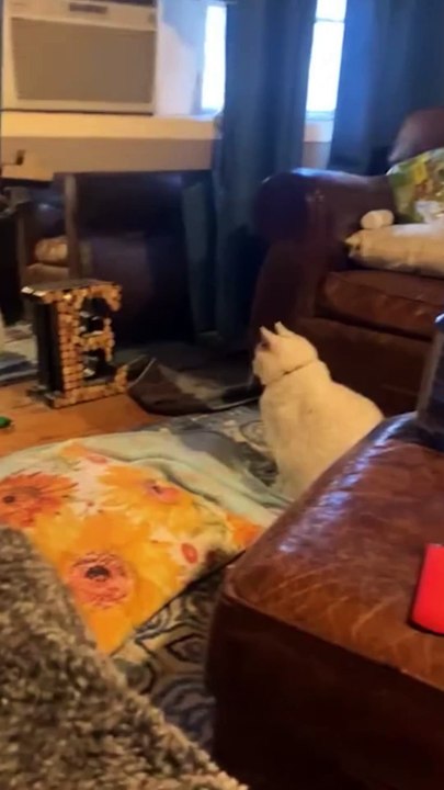 "Hilarious Cat Fails & Epic Reactions – You Won't Stop Laughing!"